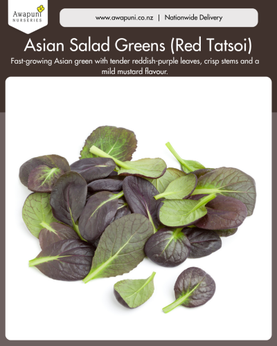 Asian Salad Greens (Red Tatsoi)